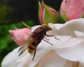 2009-0613_Hoverfly_0840-16,1C